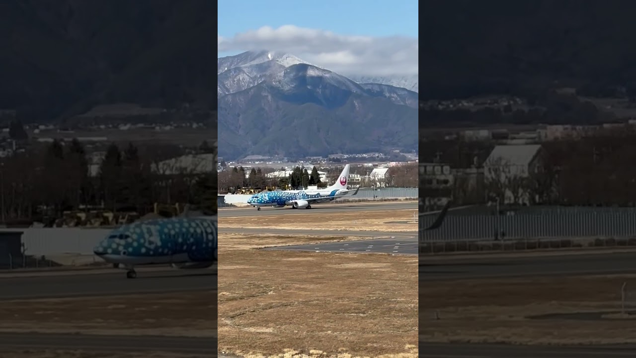 信州まつもと空港に飛来したジンベイザメ