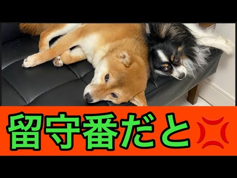 【柴犬飼い主54歳】犬を留守番させて餃子食べてた飼い主の末路！