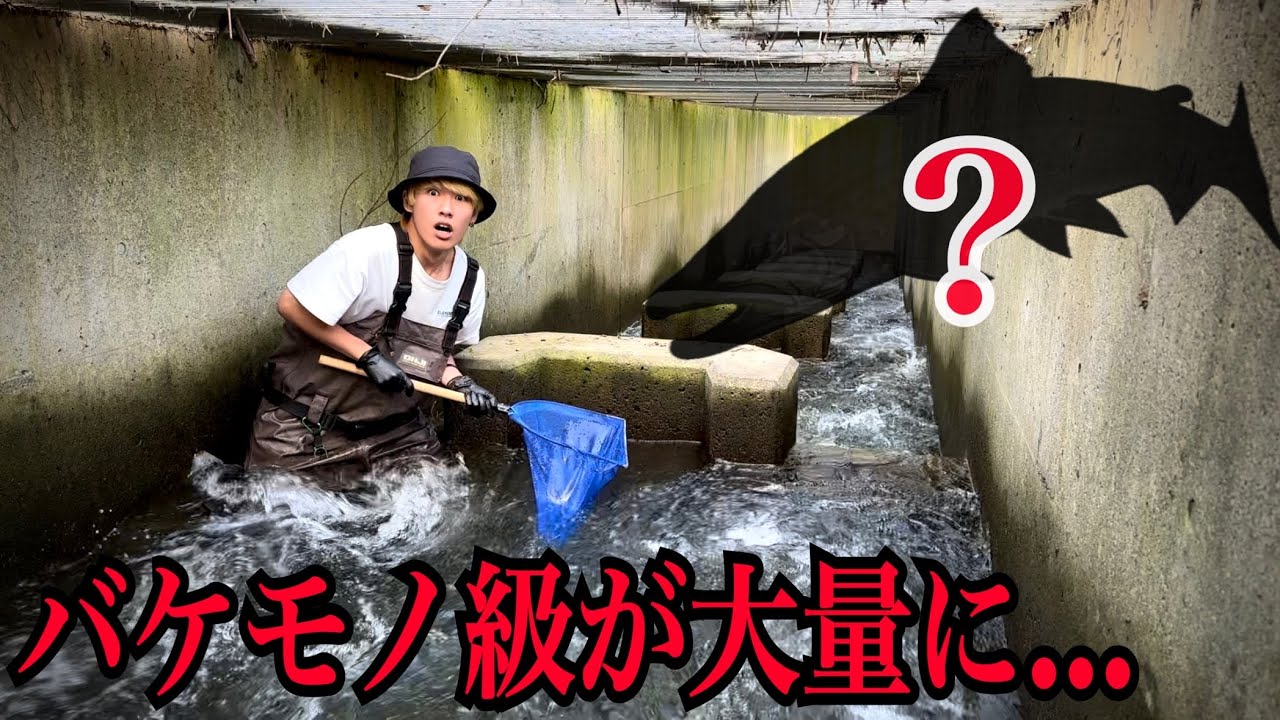 【ガサガサ】バケモノ級が大量に潜む最強の水路を見つけてしまいました