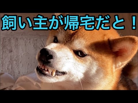 【柴犬飼い主54歳】飼い主が戻ってきても　出迎えしない柴犬！