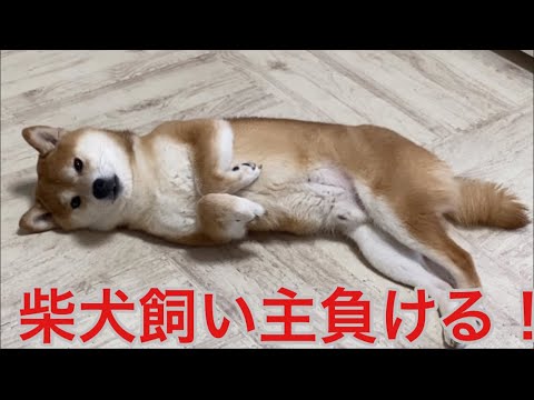 【柴犬飼い主54歳】柴犬飼い主賭け事でガチ負け！