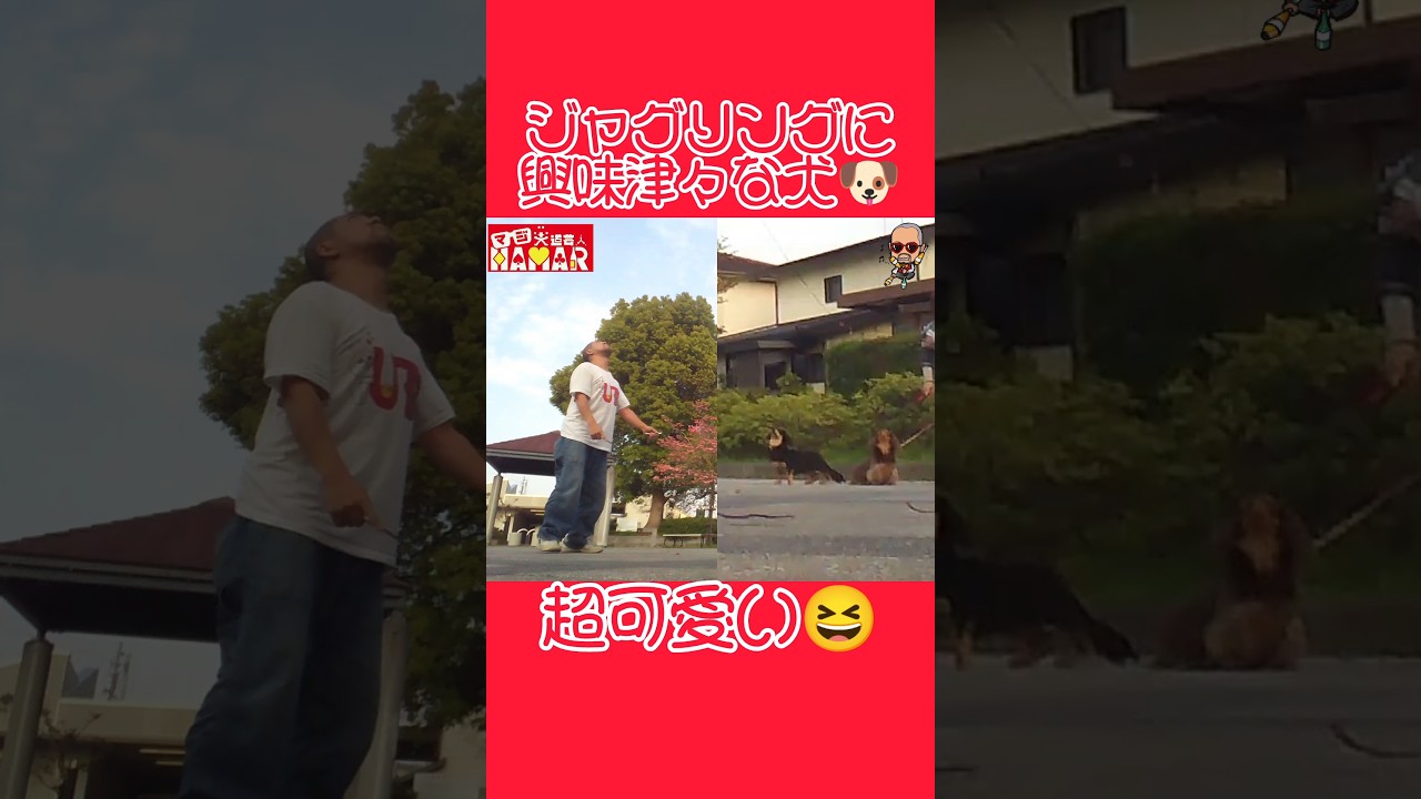 ジャグリングに興味津々な犬