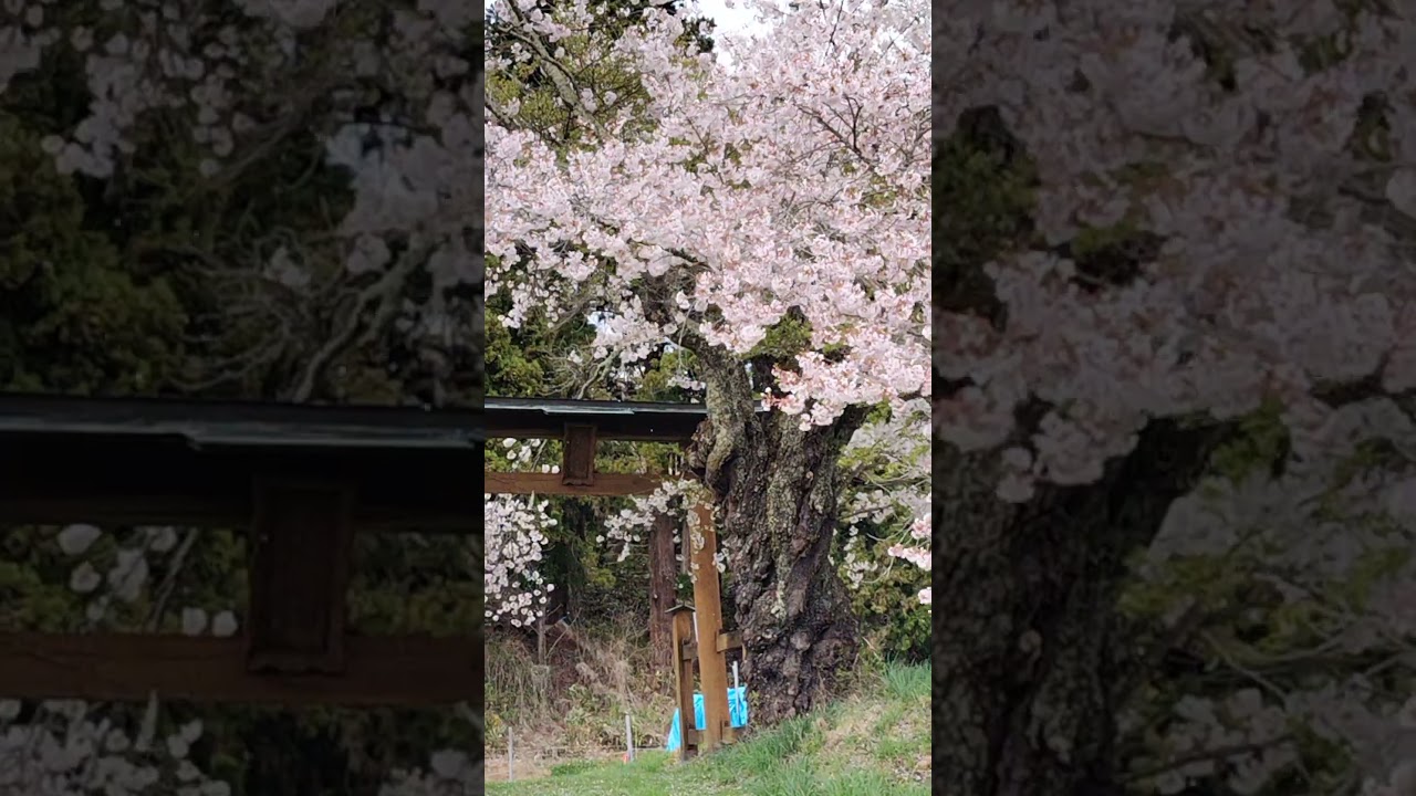 #御射山神社#nagano#桜#長野市#cherry blossom#blizzard