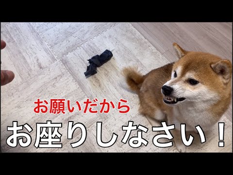 【柴犬飼い主54歳】柴犬よ！お座りしていなさい！管理人さんとお話するから！