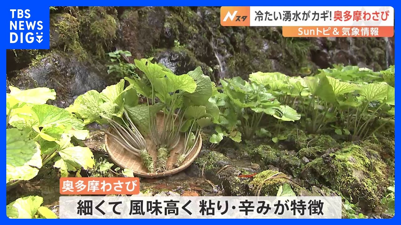 ジャパニーズ・スパイス“わさび”の魅力を都内の避暑地・奥多摩で調査【SUNトピ】｜TBS NEWS DIG