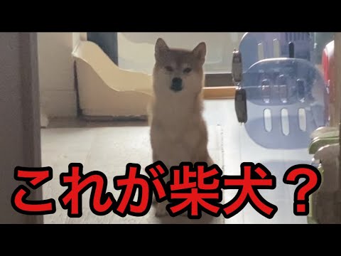 【柴犬飼い主54歳】柴犬のお見送り！