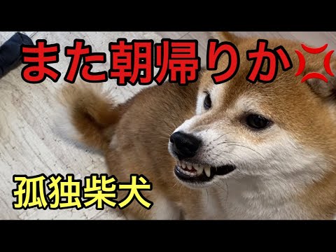 【柴犬飼い主54歳】朝帰りして柴犬怒る！