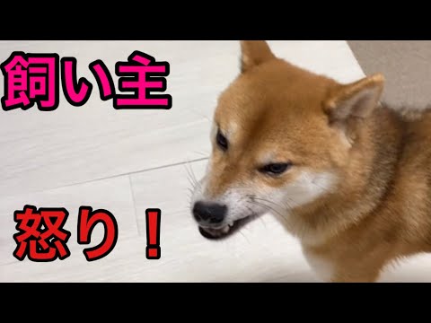 【柴犬飼い主54歳】真夜中に女装して街に繰り出してみた！