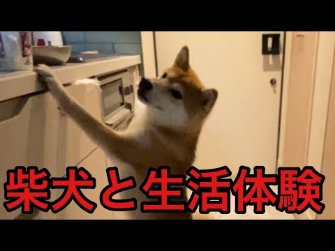【柴犬飼い主54歳】柴犬と一緒の生活を体験してみて　あの態度はないだろ！