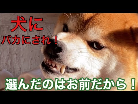 【柴犬飼い主54歳】飼い主の習い事！