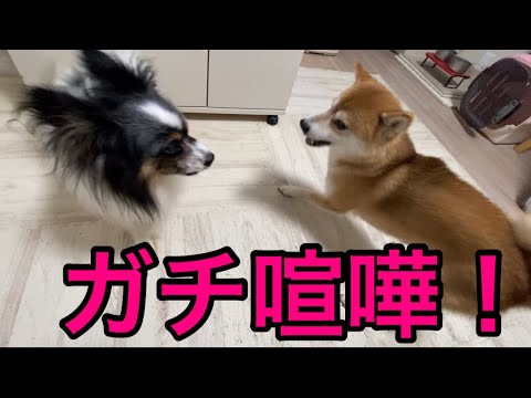 【柴犬飼い主54歳】加減をしらない柴犬がヤバい！