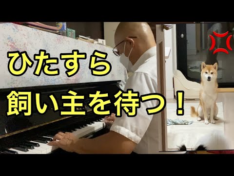 【柴犬飼い主54歳】習い事を急に始め出す飼い主を待つ犬達！