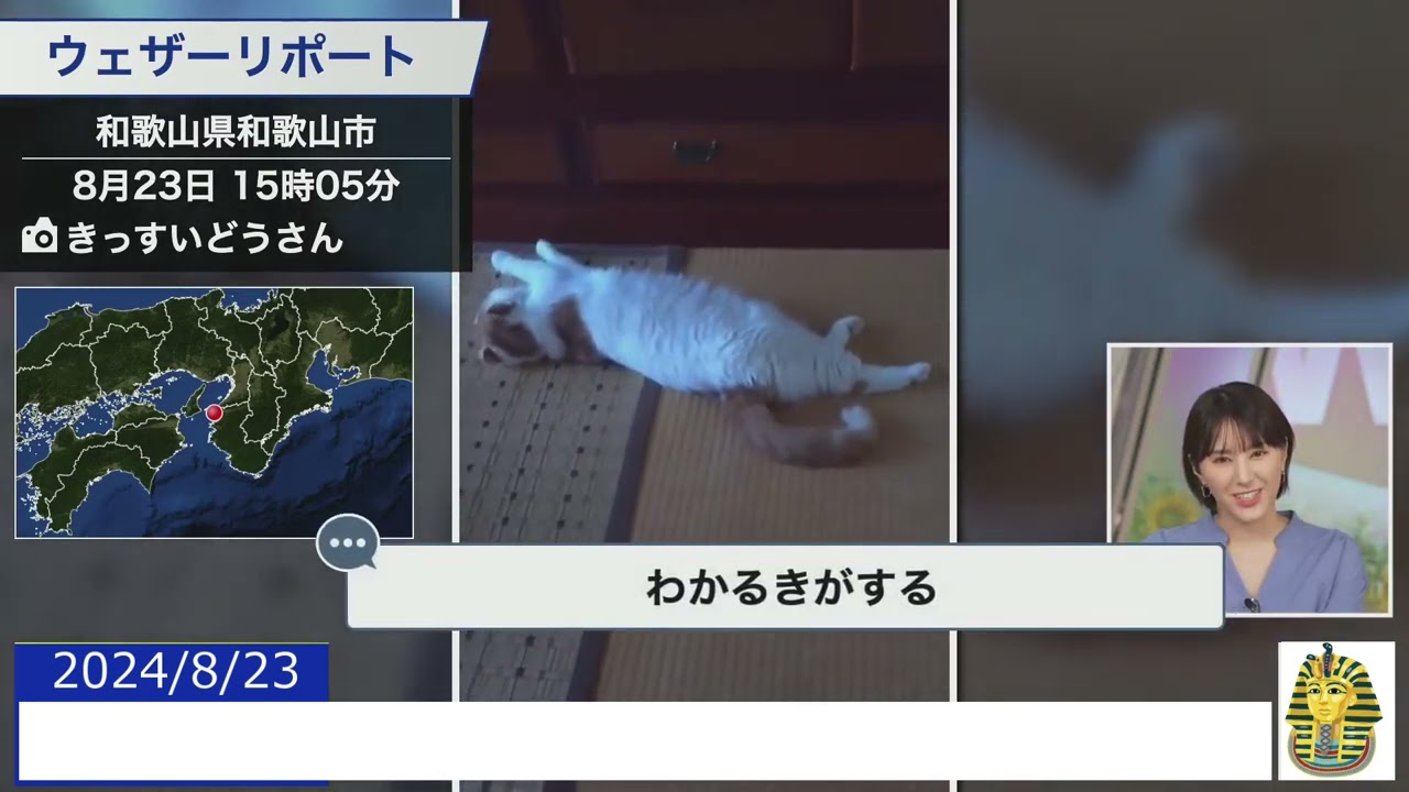 【20240823 ウェザーニュースライブ切り抜き】 かわいい動物リポート #白井ゆかり