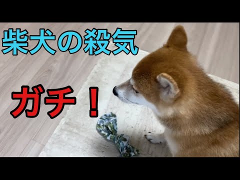 【柴犬飼い主54歳】犬の気を引かせお気に入り奪ってみた！