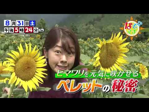 【番宣】なぞマチ!?▽ひまわりを元気に咲かせるペレットの秘密とは？▽なぞマチ!?　2024/08/31（土）午後5時24分から！