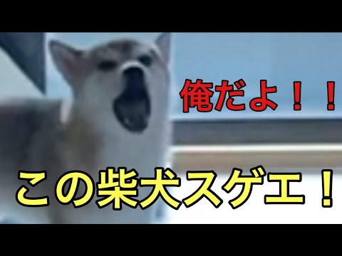 【柴犬飼い主54歳】自分の名前を呼んでもらえず叫び続ける柴犬！