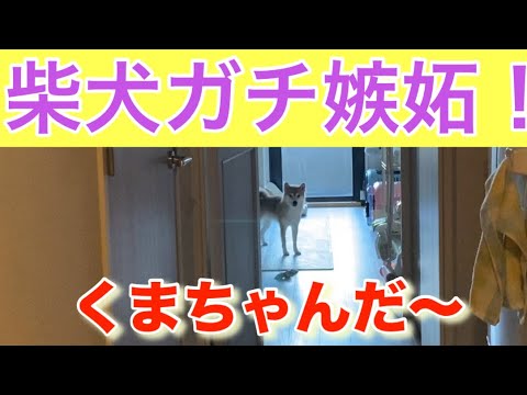 【柴犬飼い主54歳】嫉妬してマジで出てこない！