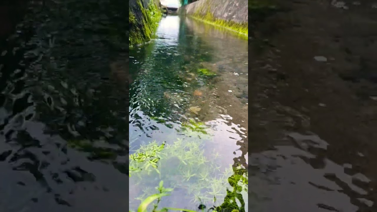 #東勝寺の湧き水#湧水#辻井伸行#リラックス#nagano#信州#