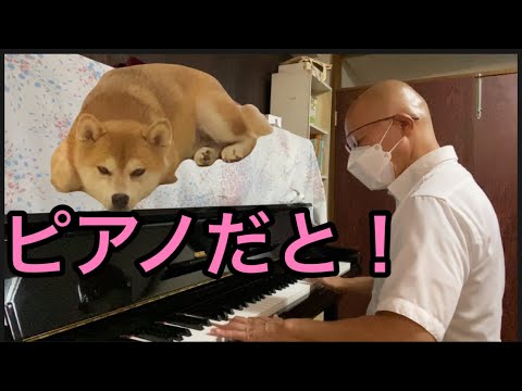 【柴犬飼い主】飼い主がピアノ習いはじめた！