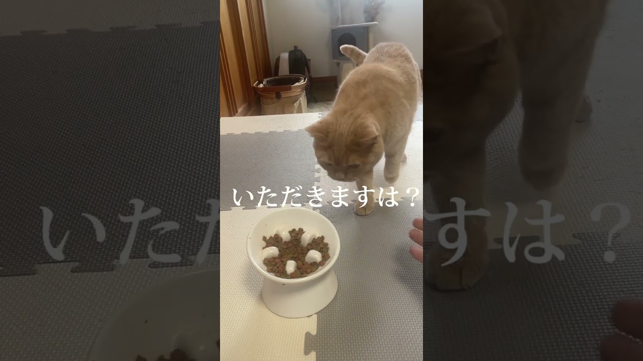 お・も・て・な・し Ｏ・ＭＯ・ＴＥ・ＮＡ・ＳＩ #shorts #cat #猫 #滝川クリステル #オリンピック