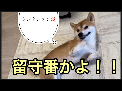 【柴犬飼い主54歳】勝浦のタンタンメンを食べに行くため留守番させられた犬！