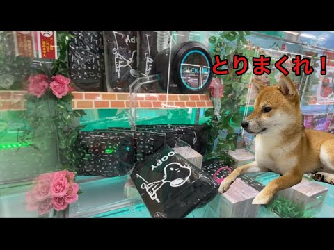 【柴犬飼い主54歳】留守番させてクレーンゲームでSNOOPYとりまくる！
