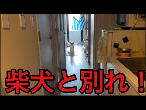【柴犬飼い主54歳】柴犬との別れ！