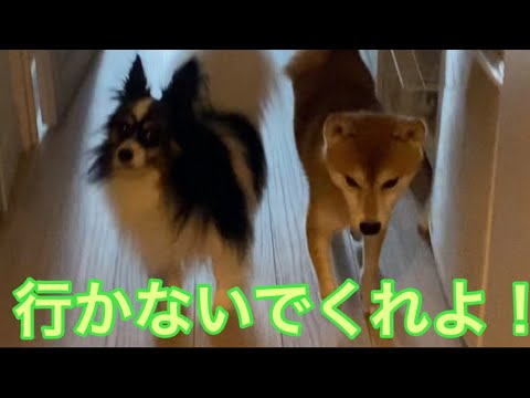 【柴犬飼い主54歳】飼い主を無視していたが、いざ外出時には寂しくて止めにきた！