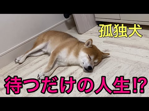 【柴犬飼い主54歳】今日も待つだけ⁉︎
