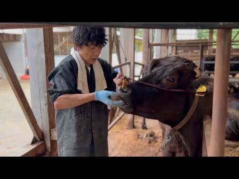 牛の脂肪壊死症とエンドファイト中毒