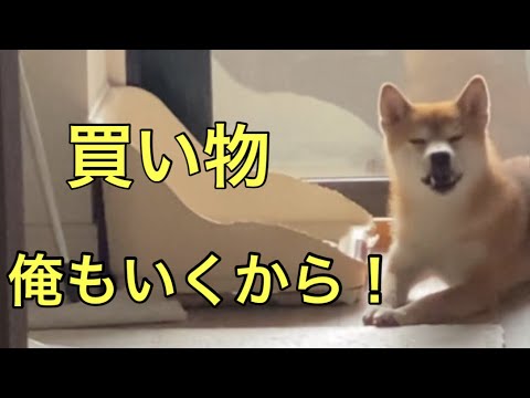 【柴犬飼い主54歳】買い物一緒に行くって言ったら！