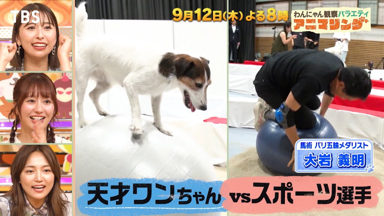 天才ワンちゃんvsスポーツ選手！ガチンコ勝負!!『アニマリング』9/12(木)【TBS】