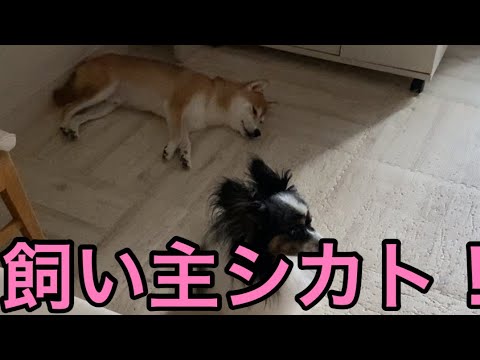 【柴犬飼い主54歳】声かけても完全に無視する柴犬！