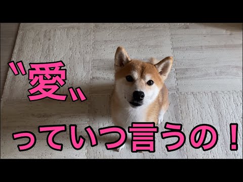 【柴犬飼い主54歳】中年男がガチで【愛】について語る！