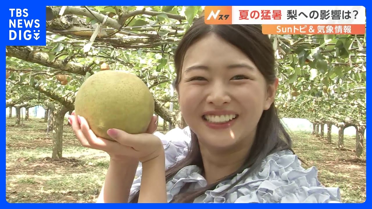 秋の味覚・旬の梨、夏の猛暑の影響による太陽光で甘く、味が濃厚に　梨を使ったスイーツも堪能【SUNトピ】｜TBS NEWS DIG