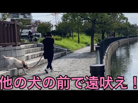 【柴犬飼い主54歳】散歩中の犬の前で遠吠えやってみた！