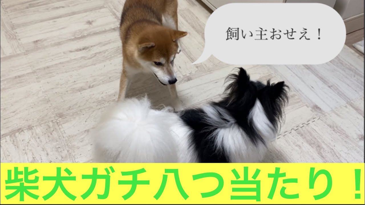 【柴犬飼い主54歳】飼い主がのうのうと餃子の王将でメシ食って柴犬怒る！