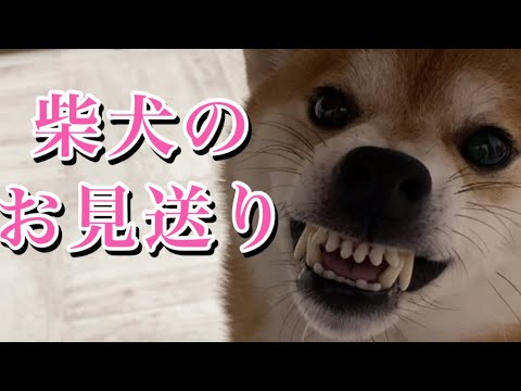 【柴犬飼い主54歳】飼い主をナメていた柴犬の変貌！