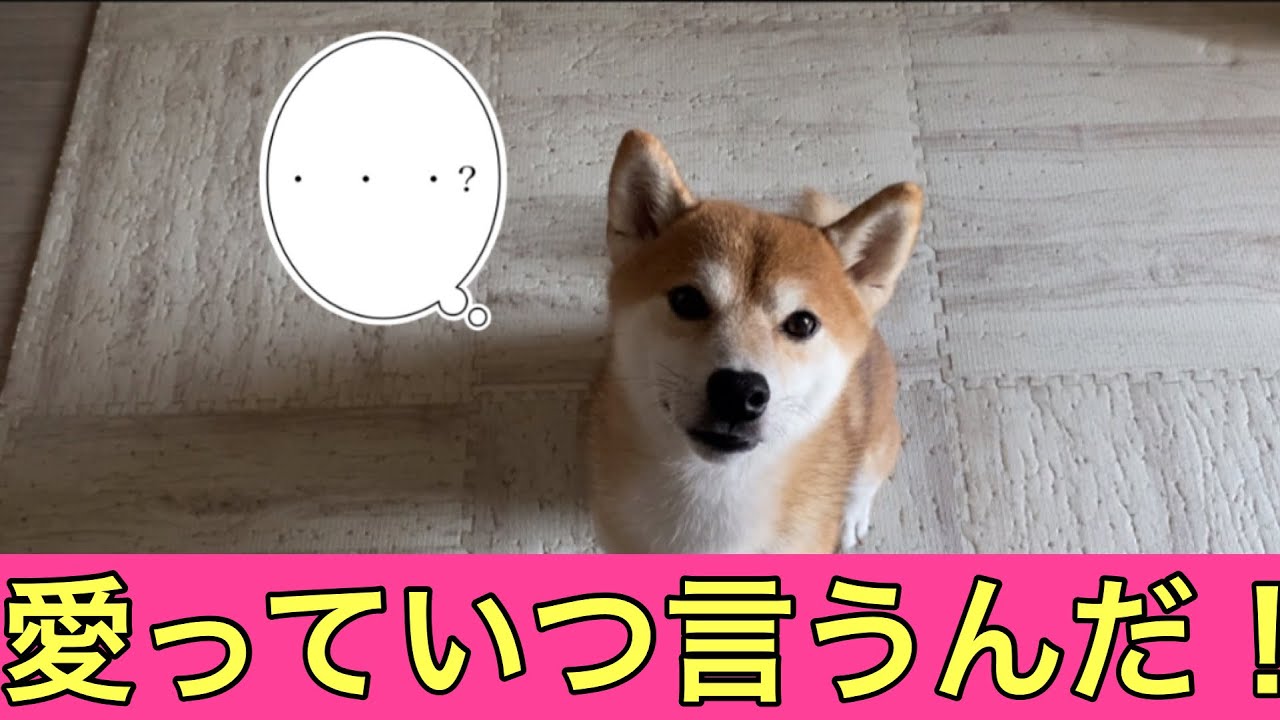 【柴犬飼い主54歳】柴犬に愛のタイミング聞いてみた！