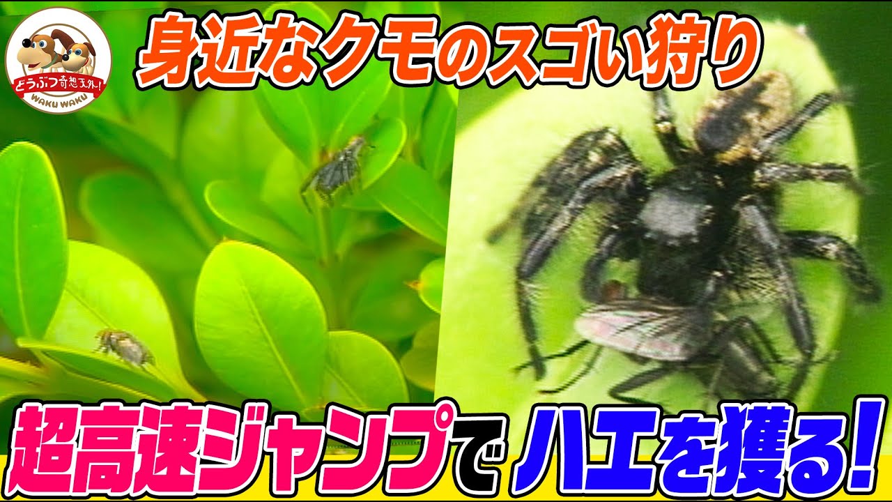 【身近な大自然】そのクモは自慢のジャンプでハエを捕らえる…ちいさなハンター・ネコハエトリの生態！まるで手旗信号!?なオス同士の争い＆新しい命の誕生【どうぶつ奇想天外／WAKUWAKU】