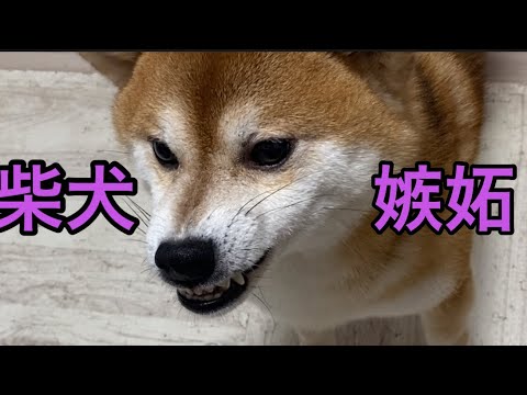 【柴犬飼い主54歳】嫉妬してコントのようにガチででてこない！