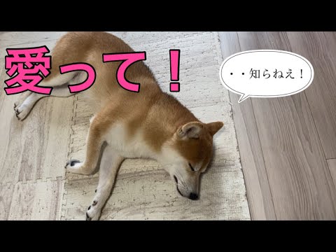 【柴犬飼い主54歳】気持ちよさそうに寝ている犬に愛を聞いてみた！