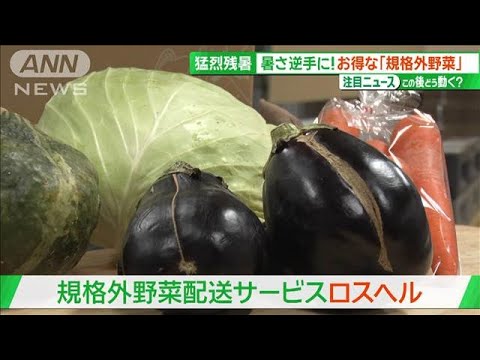 「秋来なさそう」9月も猛暑続き　“規格外”の野菜では新たな商機も【サンデーLIVE!!】(2024年9月15日)