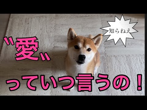 【柴犬飼い主54歳】54歳で愛のタイミングいまだに考えて！