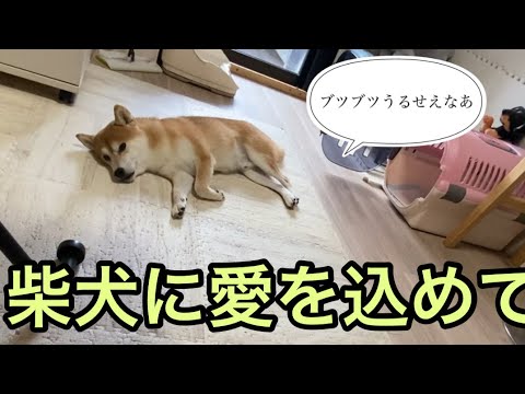 【柴犬飼い主54歳】柴犬に愛ばかり言ってにた！