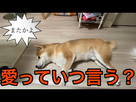 【柴犬飼い主54歳】犬に愛　愛　って言ってたらシカトして寝出した！