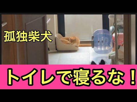 【柴犬飼い主54歳】柴犬に留守番頼んだらトイレで寝出す！