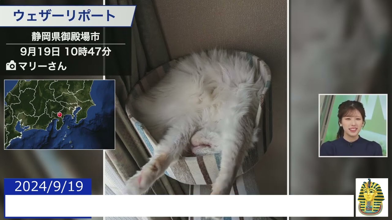 【20240919 ウェザーニュースライブ切り抜き】 かわいい動物リポート #小林李衣奈
