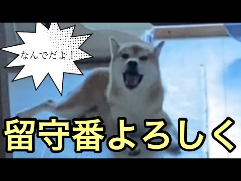 【柴犬飼い主54歳】ちょっとだけ留守番を頼んでみた！