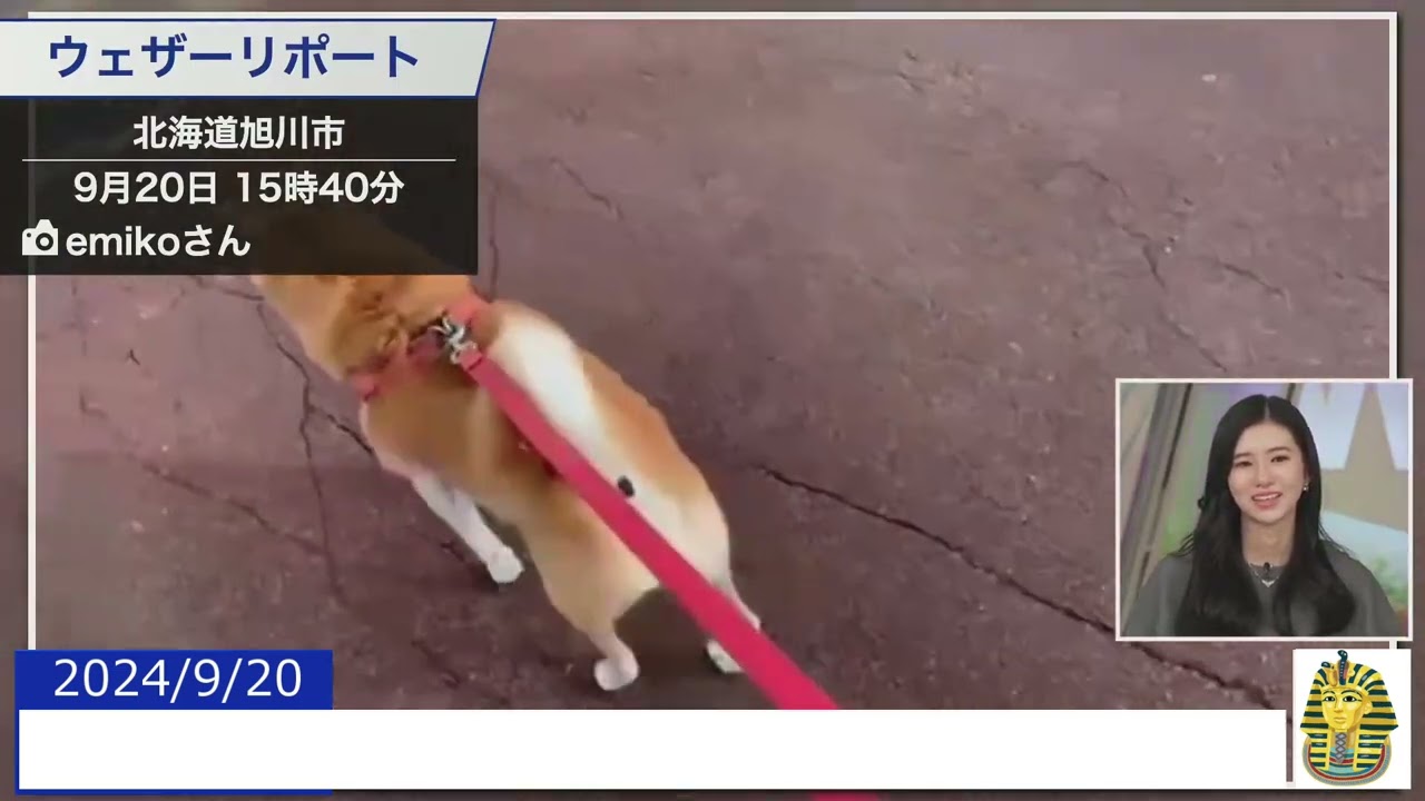 【20240920 ウェザーニュースライブ切り抜き】 かわいい動物リポート #大島璃音